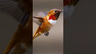 Hummingbird Sounds