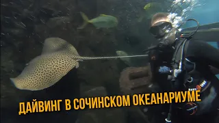 Дайвинг в Сочинском океанариуме Sochi Discovery World Aquarium
