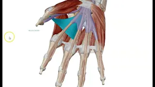 Muscles of the Hand 3D - Dr. Ahmed Farid