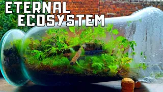 How to Make an Eternal Terrarium Ecosystem in a jar