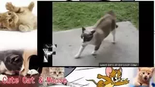 Cat cute | Animals Can Be Jerks   Supercut Compilation 2015