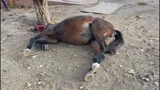 Gas colic in horse