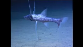 Scary new fish animal discover on botom of ocean