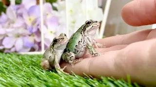 Can Japanese tree frogs get used to people?