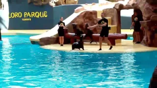 Foka show, LORO PARQUE ,