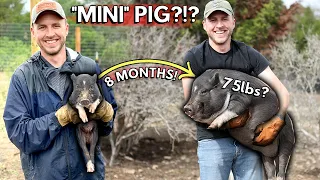 How BIG do Mini Pigs get? | Mini Pig size and weight | Do Mini Pigs stay small?