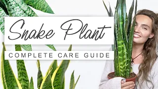 Tips and Tricks For Snake Plants 🌱 Low Maintenance Indoor Plants That Clean The Air