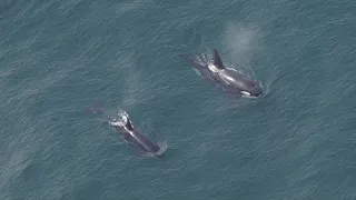 Rare sight: Orca pod spotted off Nantucket