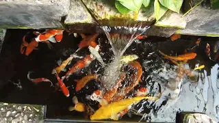 Ikan Koi Blitar Di Bandung | Koi Bandung | Koi Bandung Selatan | Koi Indonesia | Hyundhanz Koi