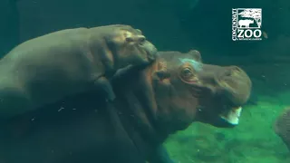 Timothy the hippo from San Antonio Zoo wants to be Fiona's boyfriend