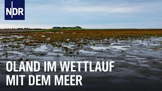 Steigender Meeresspiegel: Eine Hallig vor dem Aus? | Die Nordreportage | NDR Doku