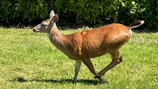 #Deer Visit All Day