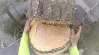 tree removal 110 foot  Pine in a tight spot THIS IS NOT A HOW TO VIDEO