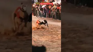 BETAJ BADSHAH V/S BELEKE Best dog race #shortvideo #shorts #dograce #doggames #trending #greyhound🐇🐕