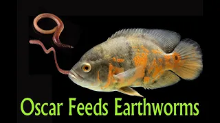 Oscar Feeds Live Earthworms