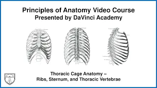 Thoracic Cage Anatomy - Ribs, Sternum, and Thoracic Vertebrae [Thorax Anatomy 1 of 16]