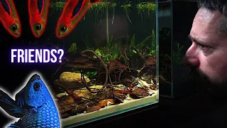 This happened when I added CHILI RASBORA to BETTA AQUARIUM | EP4 BLACKWATER BETTA AQUARIUM