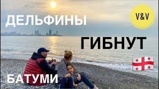 В БАТУМИ ГИБНУТ #ДЕЛЬФИНЫ . ДОРОГА В ПРИГОРОД #БАТУМИ