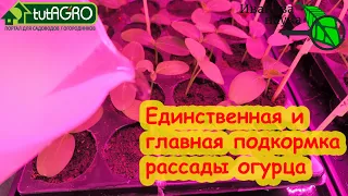 САМАЯ ВАЖНАЯ И ЕДИНСТВЕНННАЯ подкормка огурца, которая действительно нужна для сильной рассады.