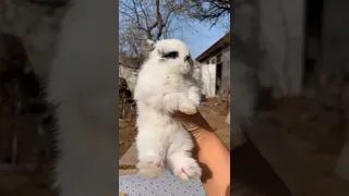 Funny and Cute Baby Bunny Rabbit Videos 🐇 Baby Animal Video🐇 #Shorts