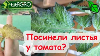 ПОЧЕМУ ЖЕЛТЕЕТ РАССАДА ТОМАТОВ ИЛИ ПОСИНЕЛИ ЛИСТЬЯ? ОТВЕТ ВАС УДИВИТ!