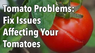 Tomato Problems: Fix Issues Affecting Your Tomatoes