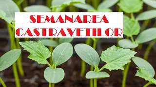 Când și cum semănăm castraveții pentru răsaduri.  Reguli de aur pentru răsaduri de nota 10🌱🌱🌱