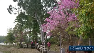 到處走走 高雄鳥松澄清湖風鈴木盛開