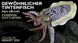 Collecta ® Gewöhnlicher Tintenfisch  - Sepia officinalis - Common Cuttlefish - 2024 Review