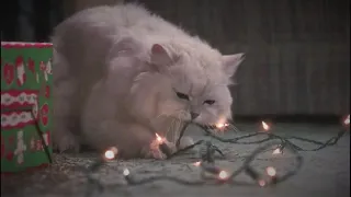 National Lampoon's Christmas Vacation - Fried Pussy Cat