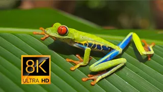 8K VIDEO ULTRA HD 120FPS Absolute African adventures with great music #8k​ #8kvideoultrahd​