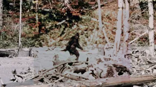 Patterson Bigfoot Footage [Enhanced, 60fps]