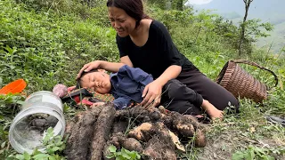 single mother digs purple cassava to make a living every day in a cave