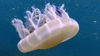 Jellyfish Sunbathing | BBC Earth