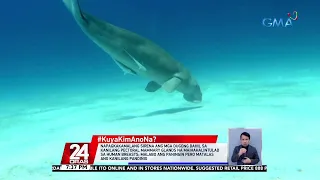 #KuyaKimAnoNa?: Sea cow o dugong, idineklarang “functionally extinct” o 'di na makikita... | 24 Oras