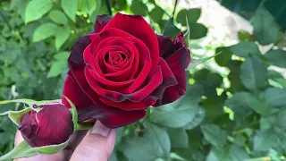 Розы Чёрная Магия, Керио, Манстед Вуд🌺💖🌺