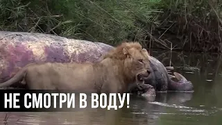 Лев НЕ ОЖИДАЛ что в воде еще кто-то есть