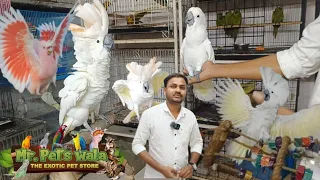 Talking birds Angry MODE ON ||•Dhamaka offer ✨(90049 11643)#conure