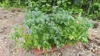 Саджаємо помідори.🍅🍅👌.             Найкращий спосіб  помідорів у відкритий грунт.🍅