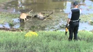 Arizona bull elk locked horns 2013 - sad ending 4