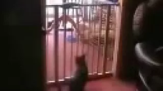 Best Cat Jump Ever JUMPS OVER BABY GATE