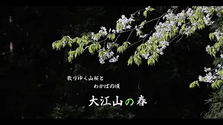 大江山（山桜とわかばの頃）【４K＋WAV】