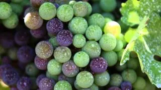 Seasons of the Vineyard | Jordan Wine Education Videos | Sonoma County Wine Country Vacations