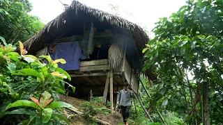 Explore The House Of a Forest Man In The Mountains - Walking In The Forest Looking For Wild Food
