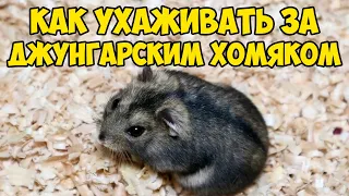 Джунгарский хомяк - уход и содержание. Как ухаживать за джунгарским хомяком