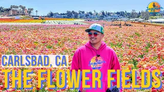 The FLOWER FIELDS at CARLSBAD Ranch - Everything You NEED to Know BEFORE Your VISIT!