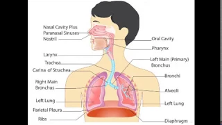 Histology of Respiratory system part 1:  Nasal cavity and larynx