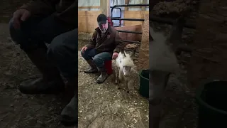 Baby donkeys love to play! #shorts # #farmlife #animals #donkey #onehappyassfarm #cute