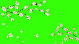 Free animated Cherry Blossom Sakura Petals falling flowers and leaves