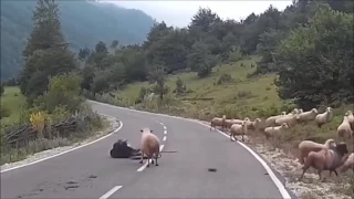 Quando as ovelhas se rebelaram contra o pastor